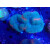 Lobophyllia corymbosa L