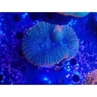Lobophyllia corymbosa M