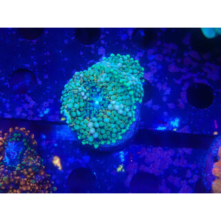 Ricordea florida multicolor