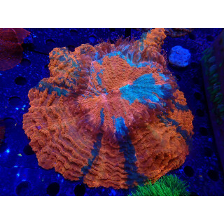 Acanthophyllia sp. special XL
