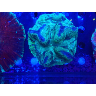 Trachyphyllia geoffroyi