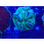 Trachyphyllia geoffroyi