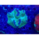 Trachyphyllia geoffroyi