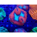 Trachyphyllia geoffroyi