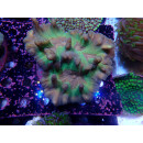 Pectinia sp. Farmzucht XL