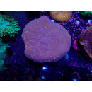 Turbinaria reniformis Farmzucht