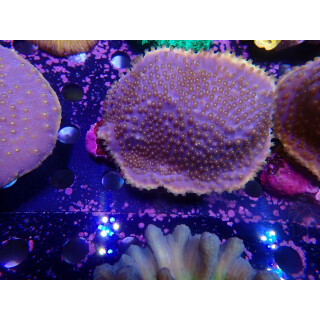 Turbinaria reniformis Farmzucht