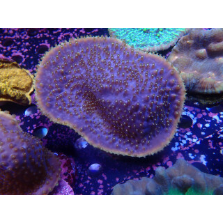 Turbinaria reniformis Farmzucht