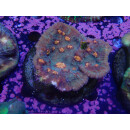 Echiophyllia sp. Chalice