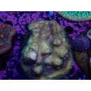 Echiophyllia sp. Chalice