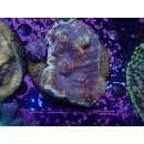 Echiophyllia sp. Chalice