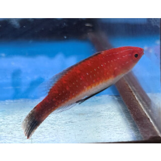 Cirrhilabrus joanallenae - Pulauweh Wrasse male