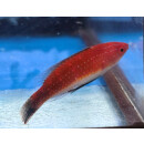 Cirrhilabrus joanallenae - Pulauweh Wrasse male