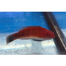 Cirrhilabrus joanallenae - Pulauweh Wrasse male
