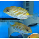 Siganus lineatus - Goldfleck-Kaninchenfisch ca. 6-7cm...