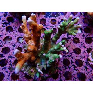 Montipora sp. Mix Farmzucht