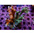 Montipora sp. Mix Farmzucht