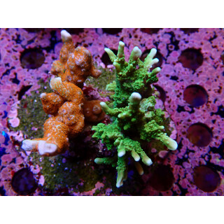 Montipora sp. Mix Farmzucht