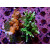 Montipora sp. Mix Farmzucht