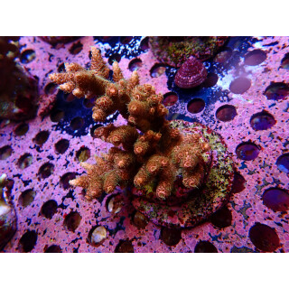 Acropora Millepora Farmzucht