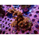 Acropora Millepora Farmzucht