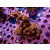 Acropora Millepora Farmzucht