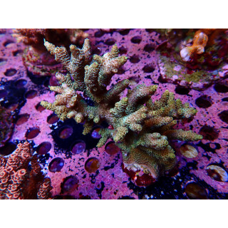 Acropora Millepora Farmzucht