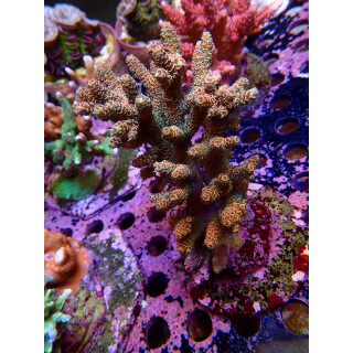 Acropora Millepora Farmzucht