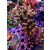 Acropora Millepora Farmzucht