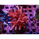 Acropora sp. red Farmzucht