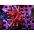 Acropora sp. red Farmzucht