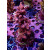 Acropora Millepora Farmzucht