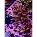 Acropora Millepora Farmzucht