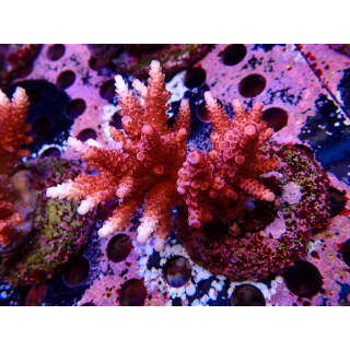 Acropora sp. red Farmzucht
