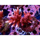 Acropora sp. red Farmzucht