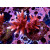 Acropora sp. red Farmzucht