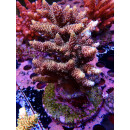 Acropora Millepora Farmzucht