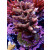 Acropora Millepora Farmzucht