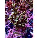 Acropora Millepora Farmzucht