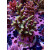 Acropora Millepora Farmzucht