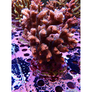 Acropora Millepora Farmzucht