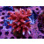 Acropora sp. red Farmzucht