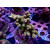 Acropora Millepora Farmzucht