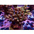 Acropora Millepora Farmzucht