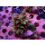 Acropora sp. green Farmzucht