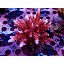 Acropora sp. red Farmzucht