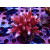 Acropora sp. red Farmzucht