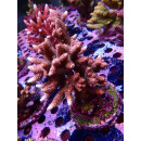Acropora Millepora Farmzucht