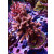 Acropora Millepora Farmzucht