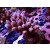Acropora tenuis Farmzucht